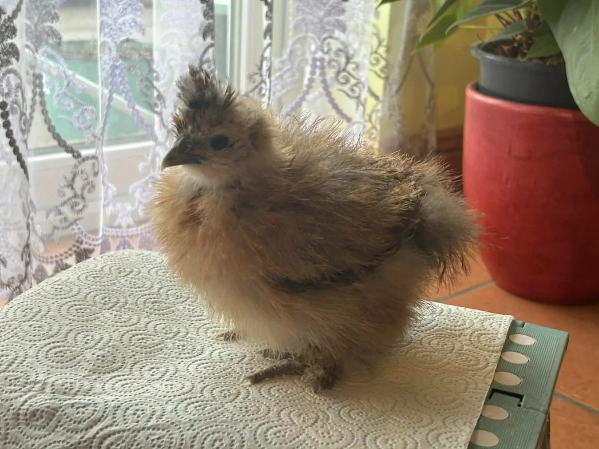 8 week old Silkie chicks - Image 2