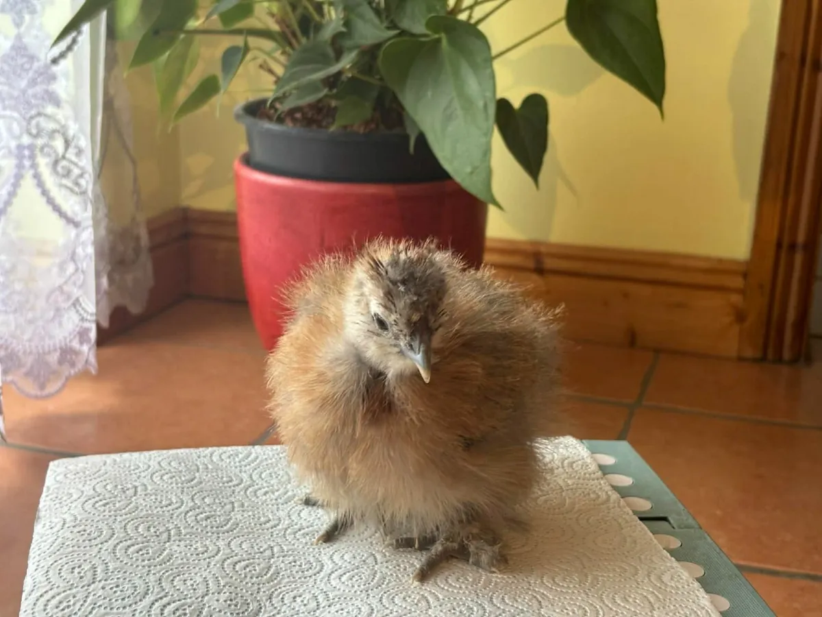 8 week old Silkie chicks - Image 3