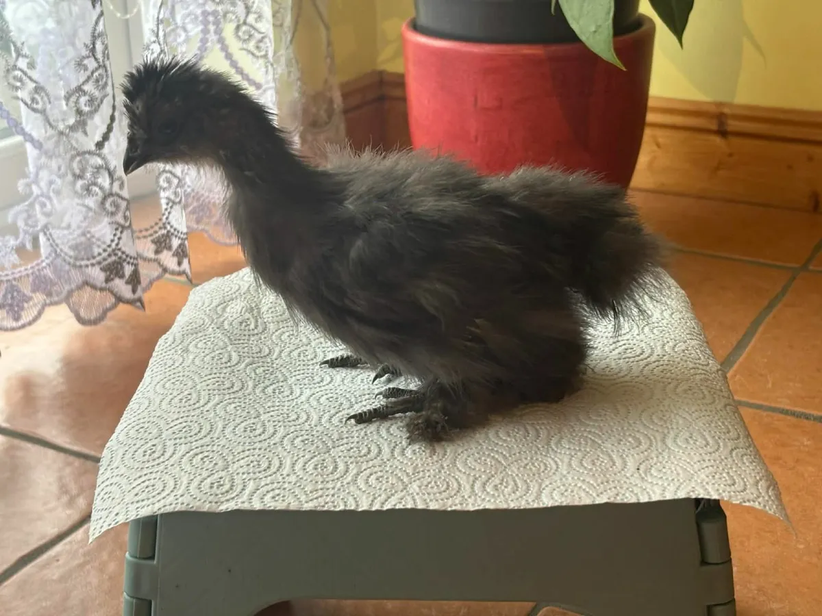 8 week old Silkie chicks - Image 4
