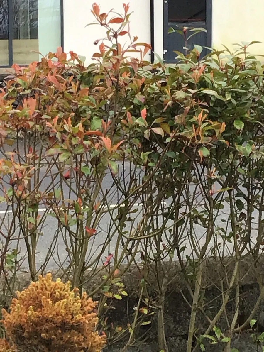 5ft Red Robin Hedge - Image 3