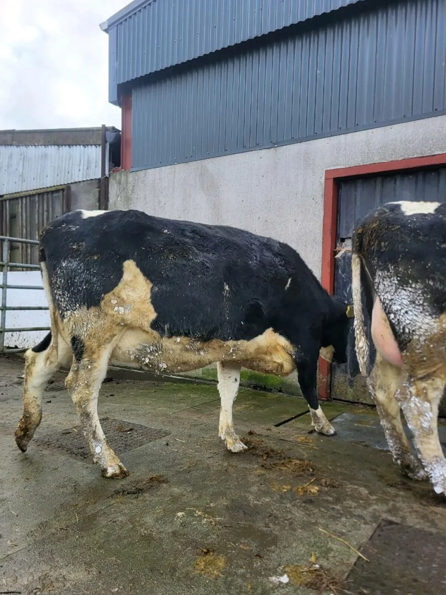 FR heifers on point of calving - Image 3