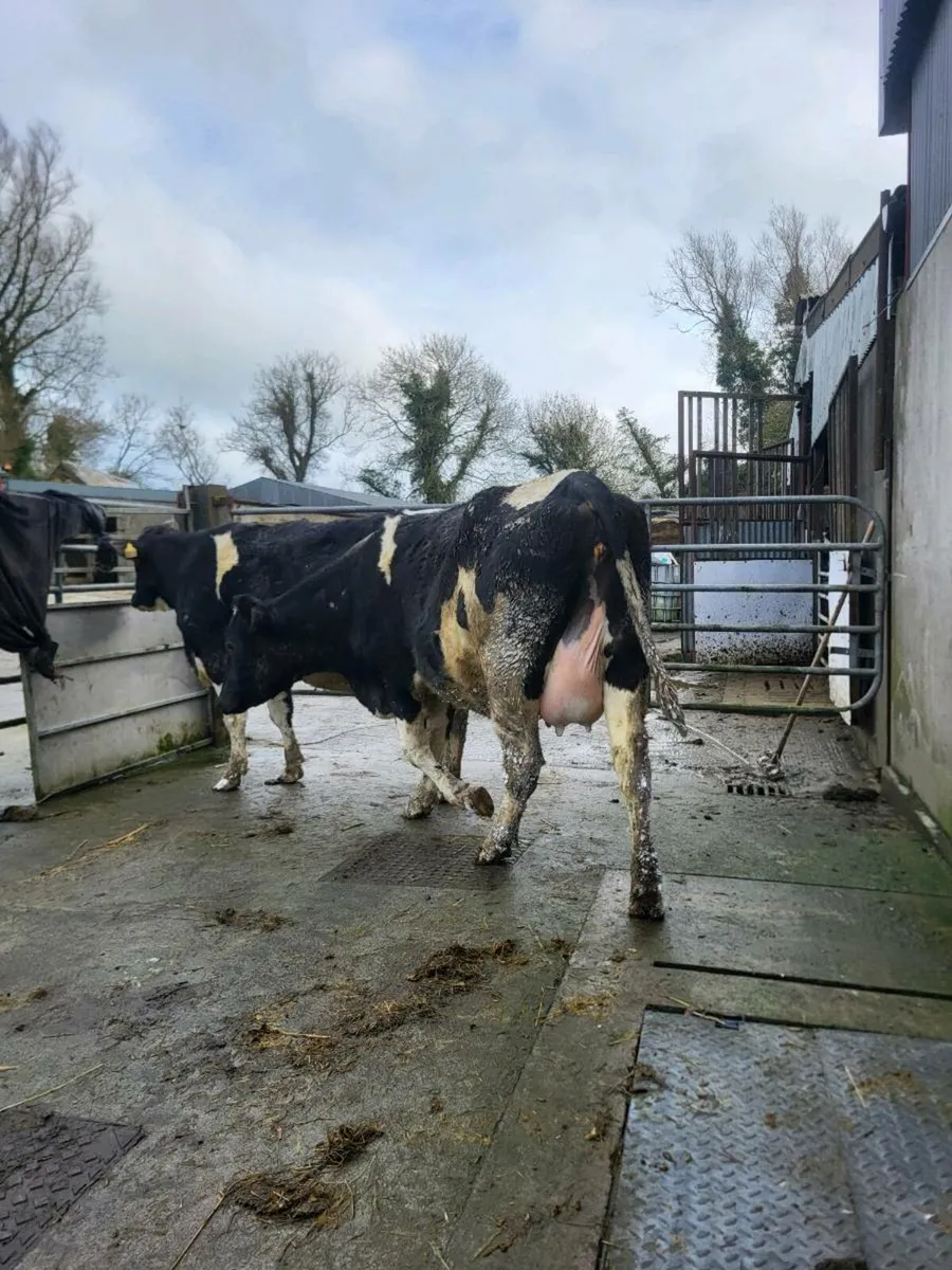 FR heifers on point of calving - Image 4