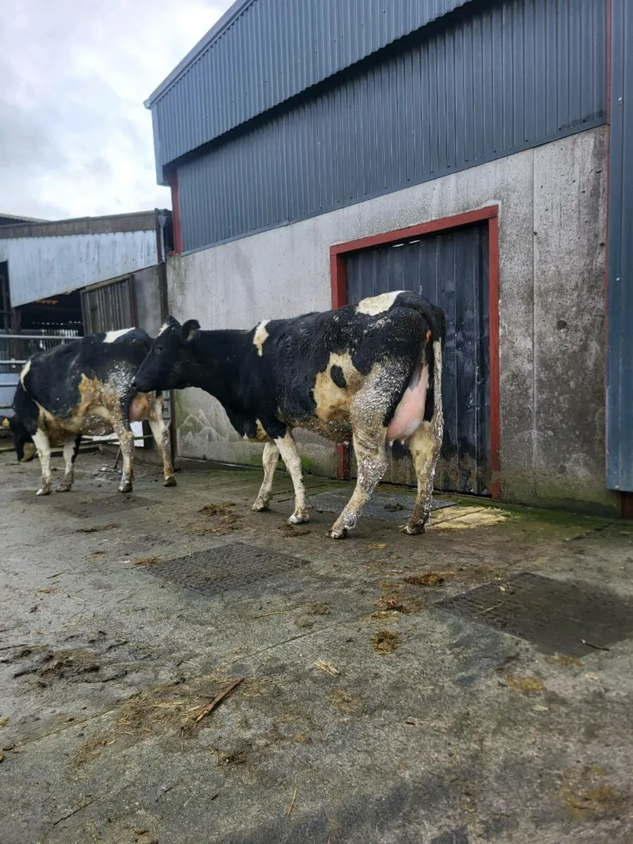 FR heifers on point of calving - Image 1