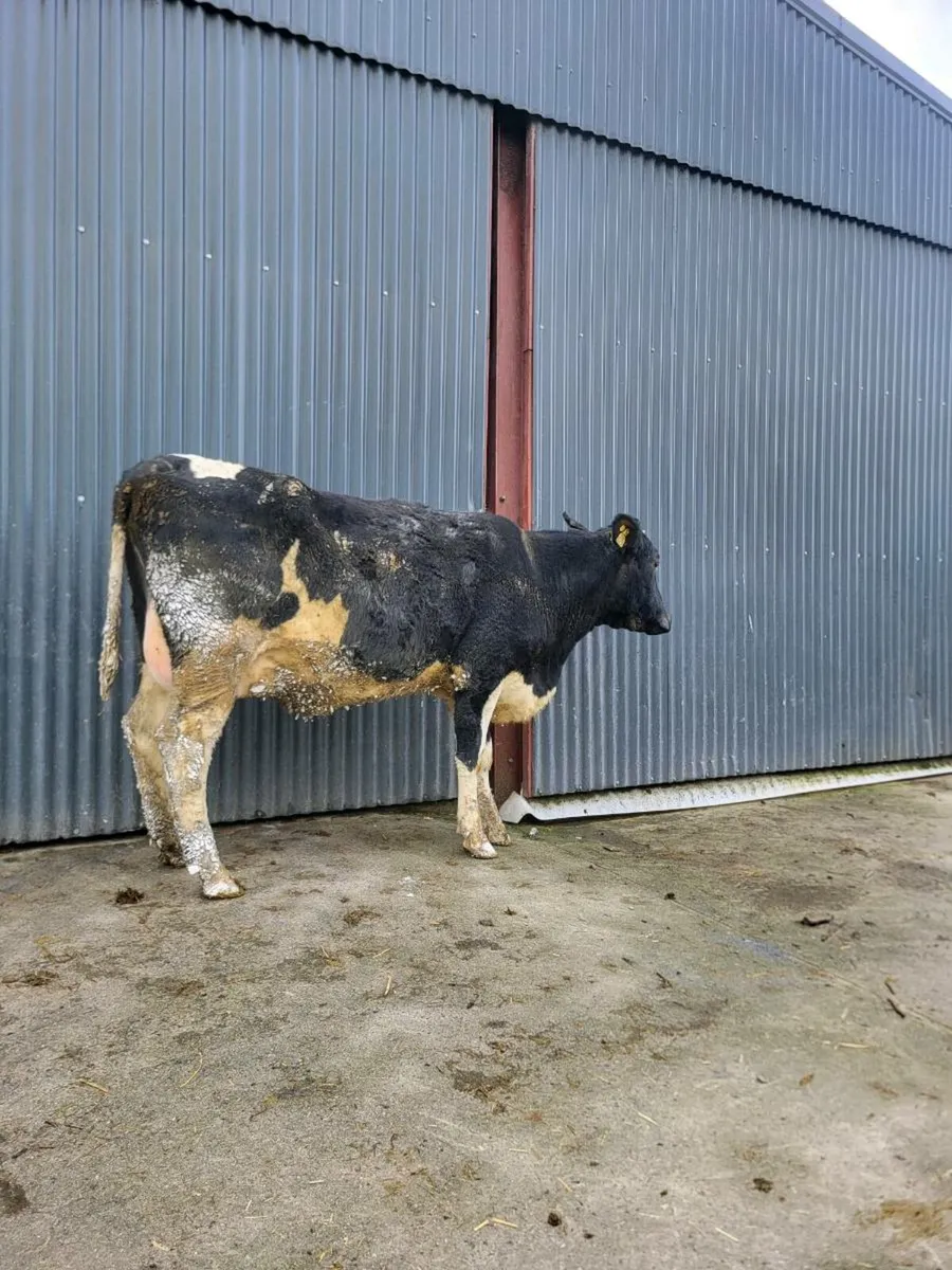 FR heifers on point of calving - Image 2