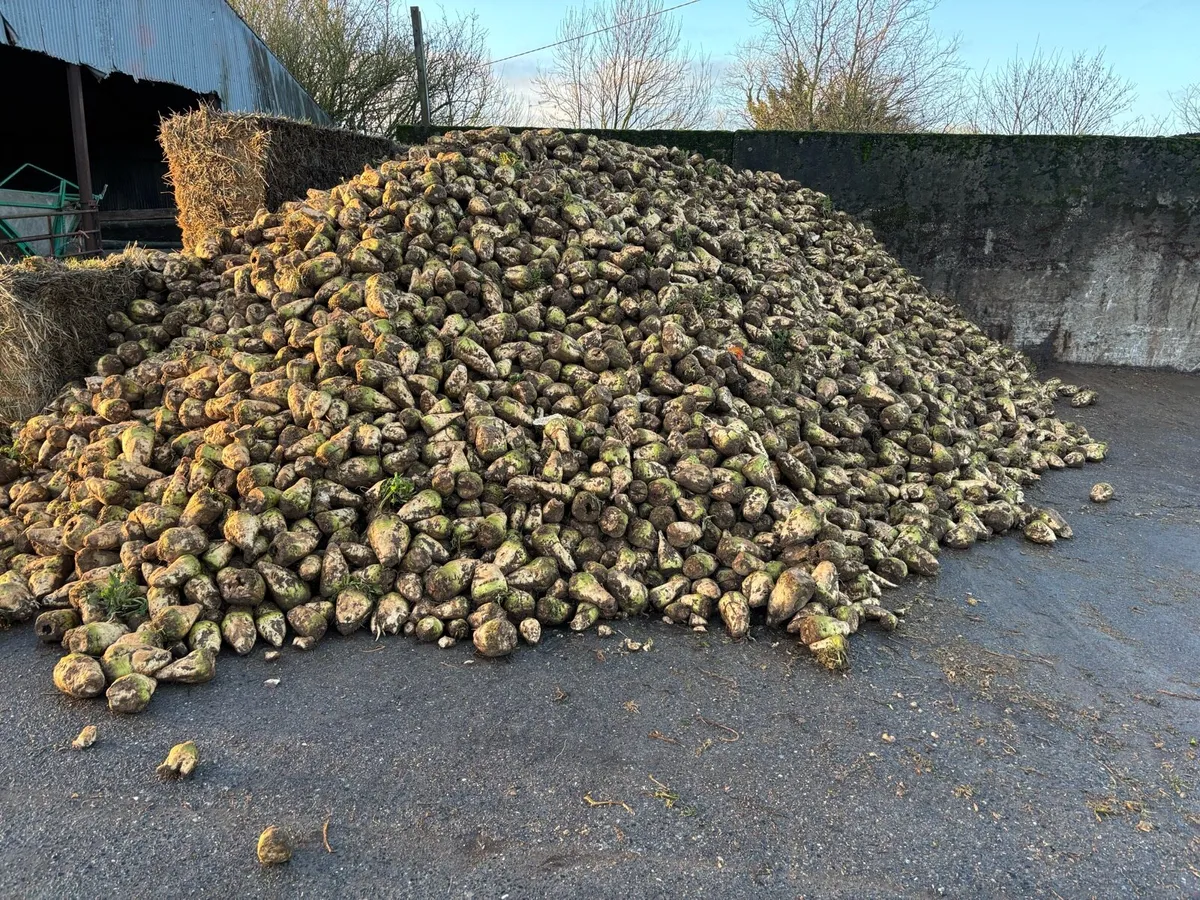 Washed Fodder Beet - Image 1