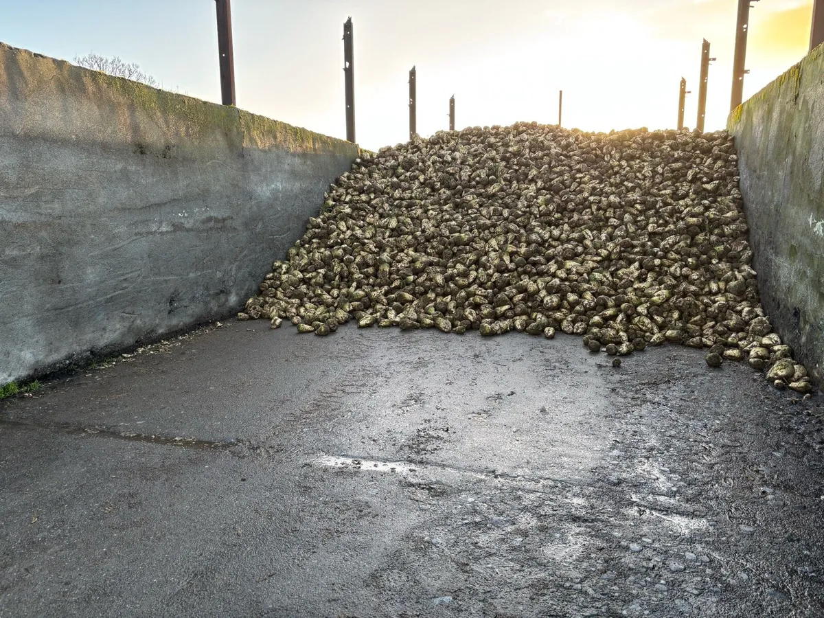 Washed Fodder Beet - Image 1