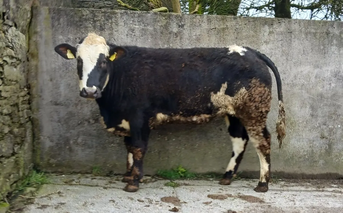 Blue Heifer - Image 1
