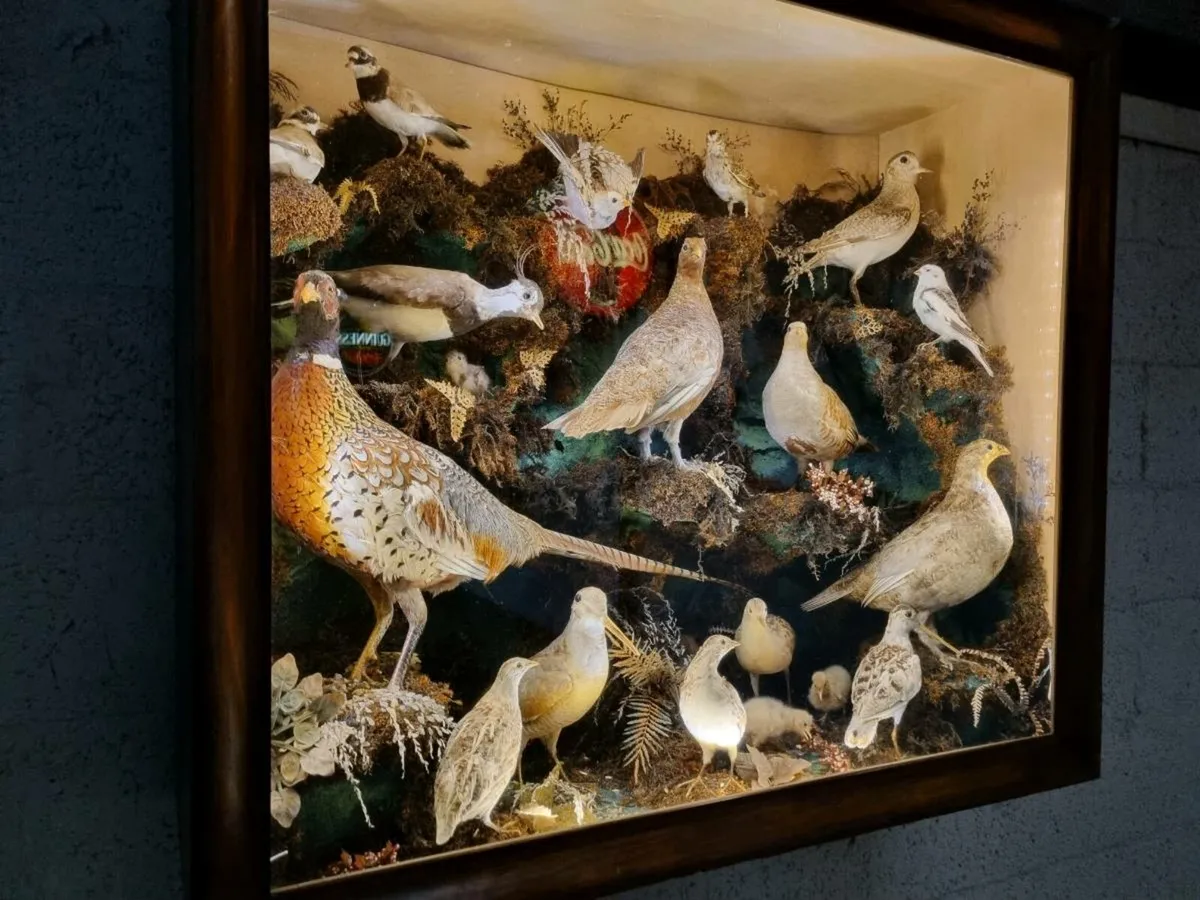 21 Bird Taxidermy Display (Circa 1937) for sale in Co. Derry for €2,995 ...