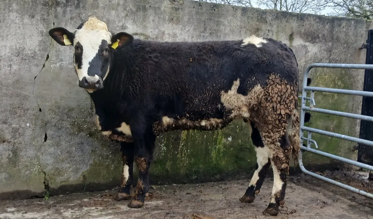 Blue Heifer - Image 3