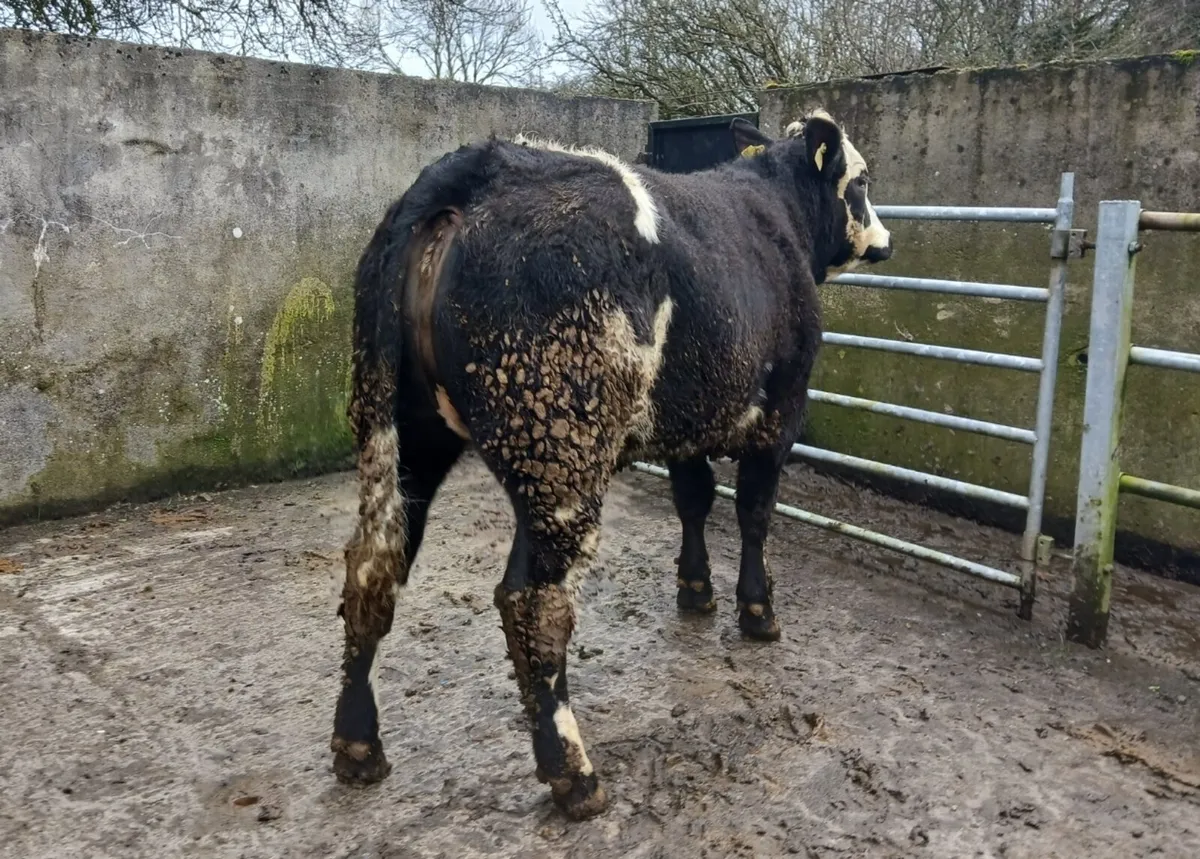 Blue Heifer - Image 4