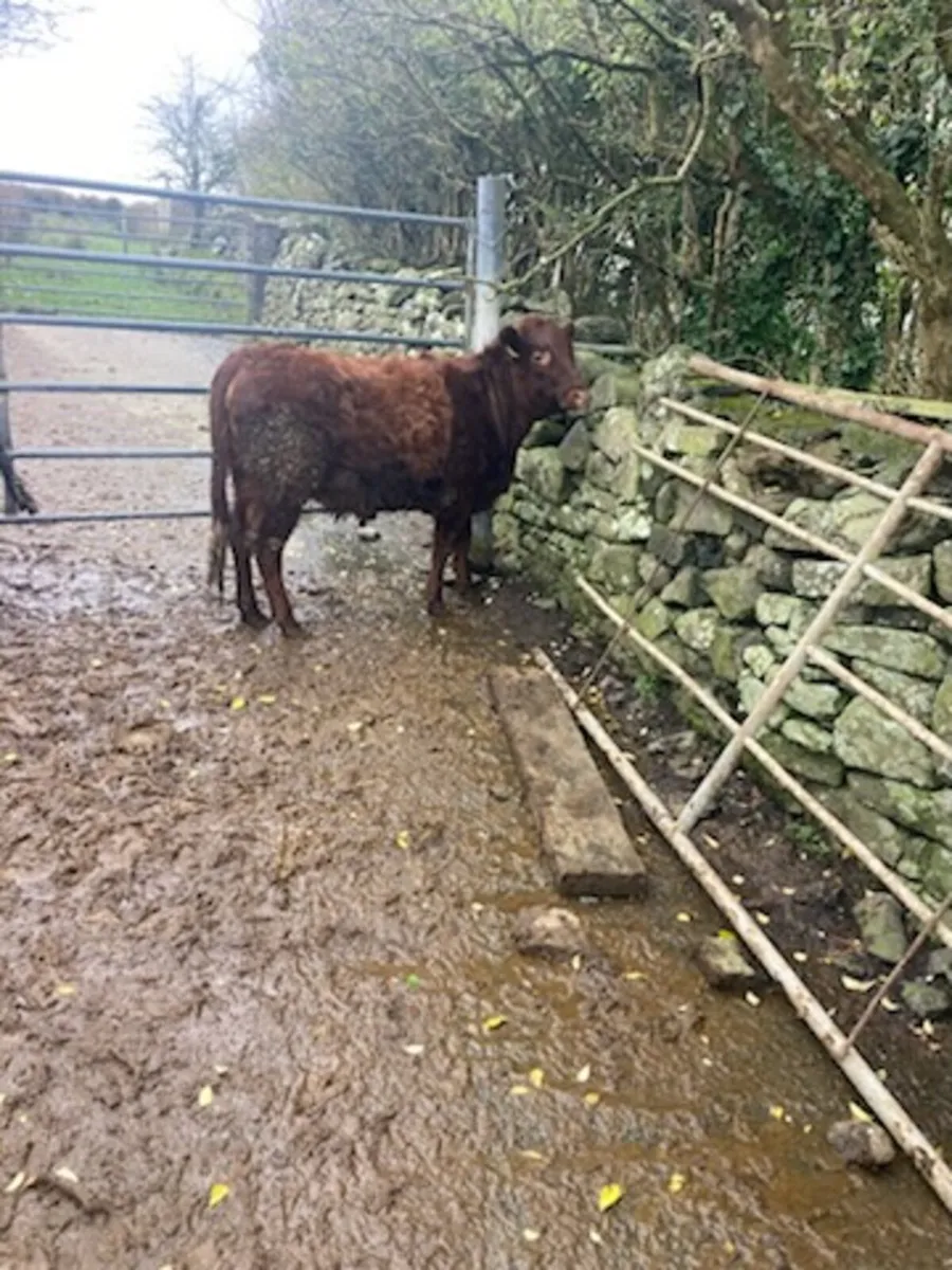 Pedigree Dexter Heifer