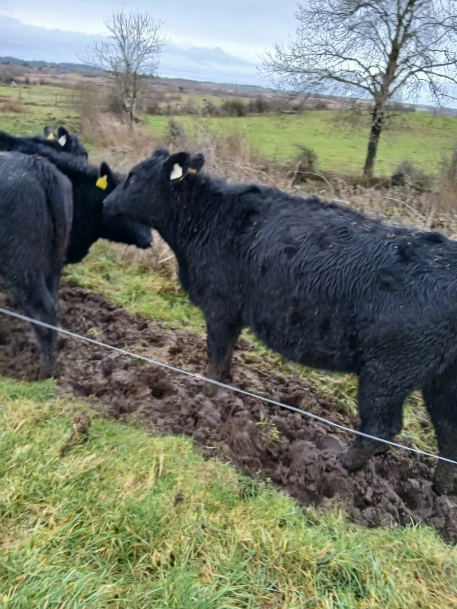 Black Aberdeen Angus Heifers - Image 1