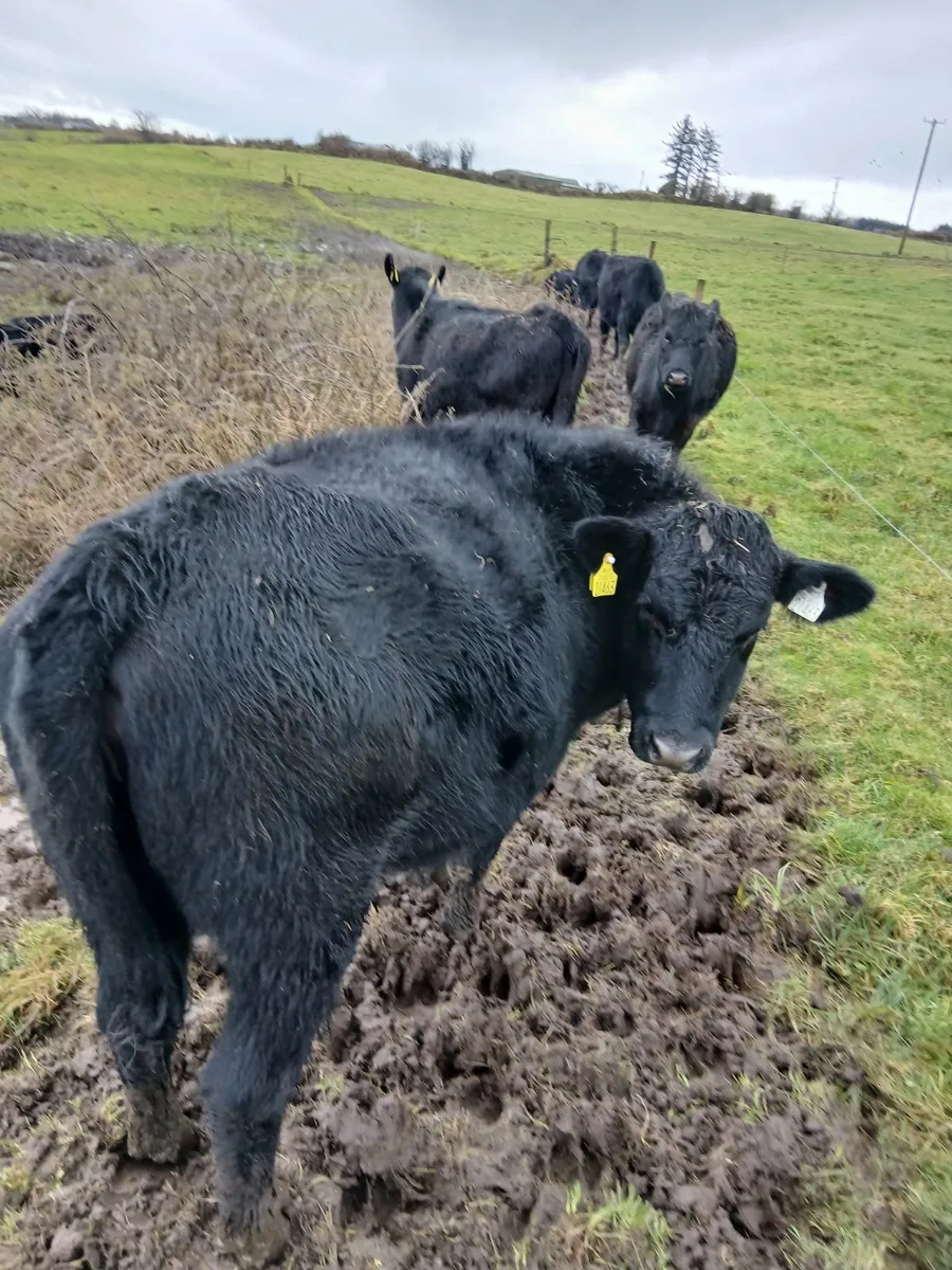 Black Aberdeen Angus Heifers - Image 2