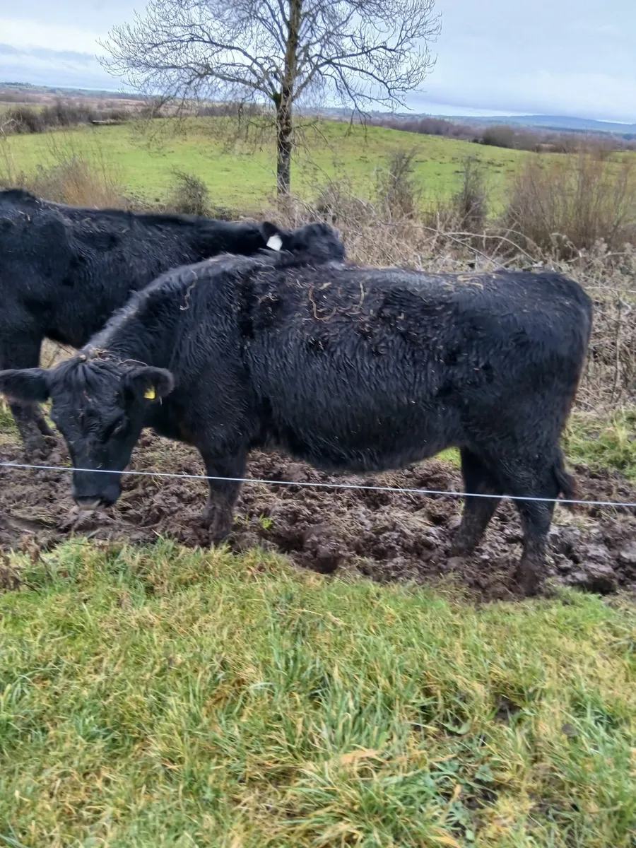 Black Aberdeen Angus Heifers - Image 3