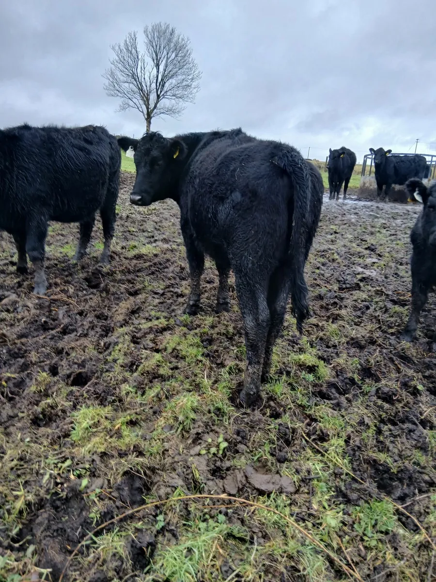 Black Aberdeen Angus Heifers - Image 4