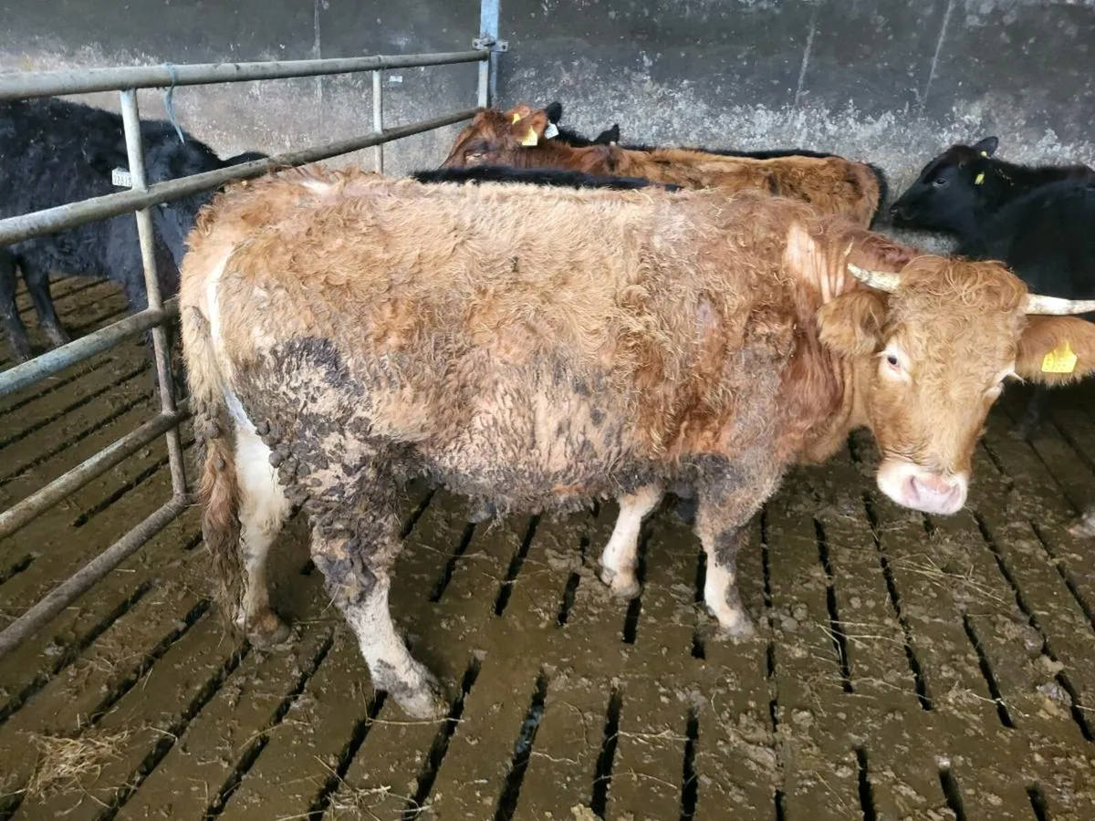 lim heifer - Image 2