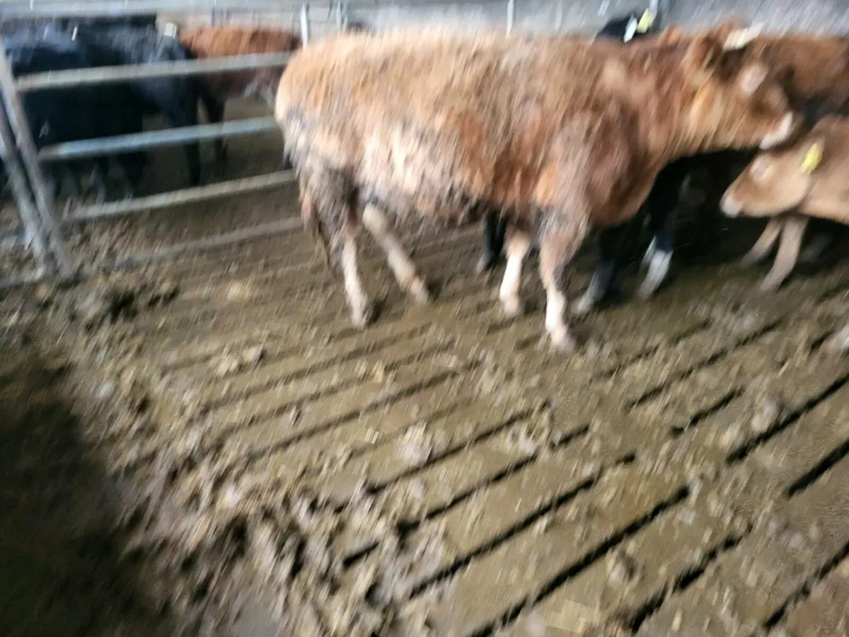 lim heifer - Image 3