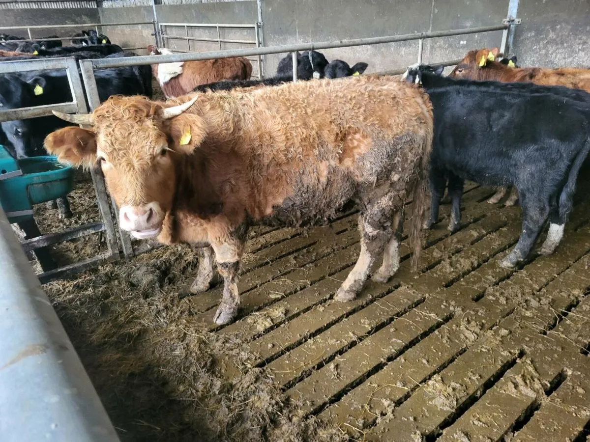 lim heifer - Image 4