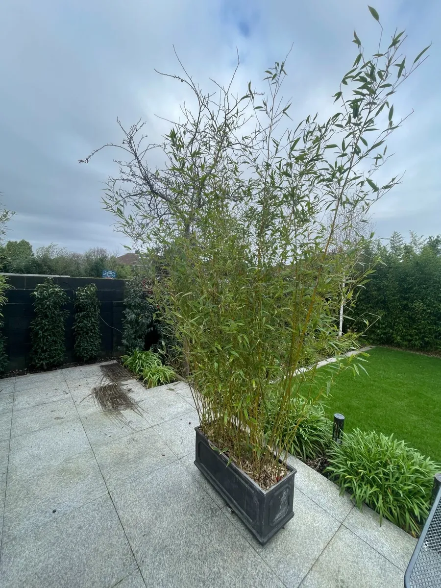 Bamboo Plants - Image 2