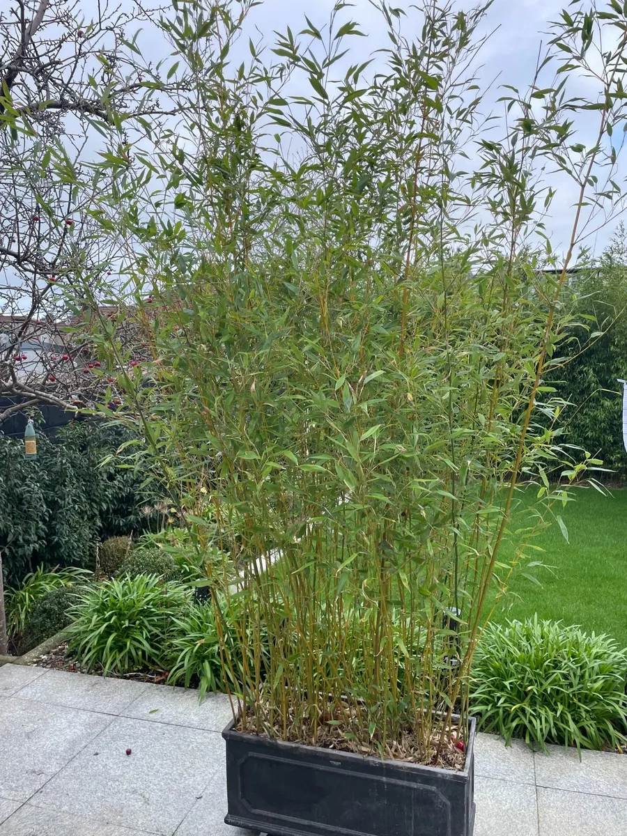 Bamboo Plants - Image 4