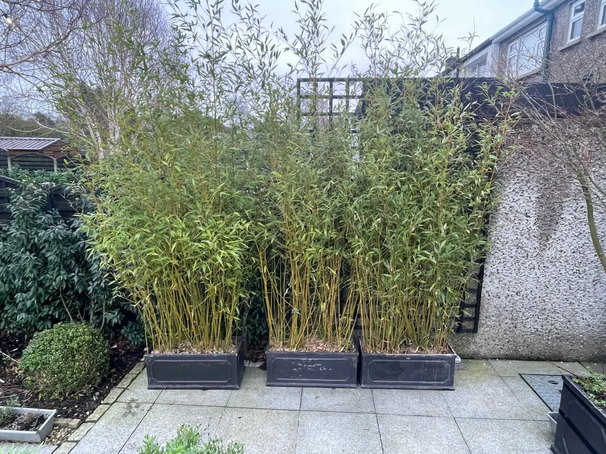 Bamboo Plants - Image 1