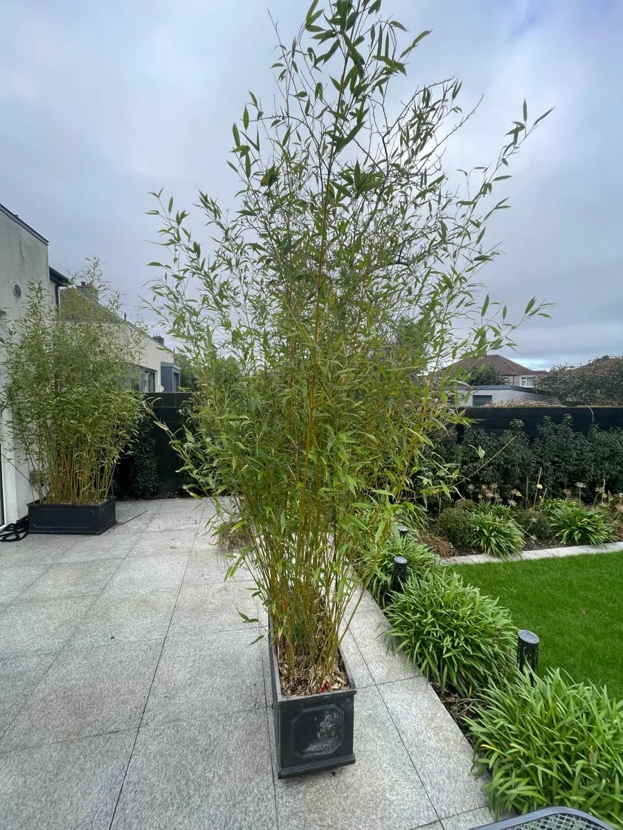 Bamboo Plants - Image 3