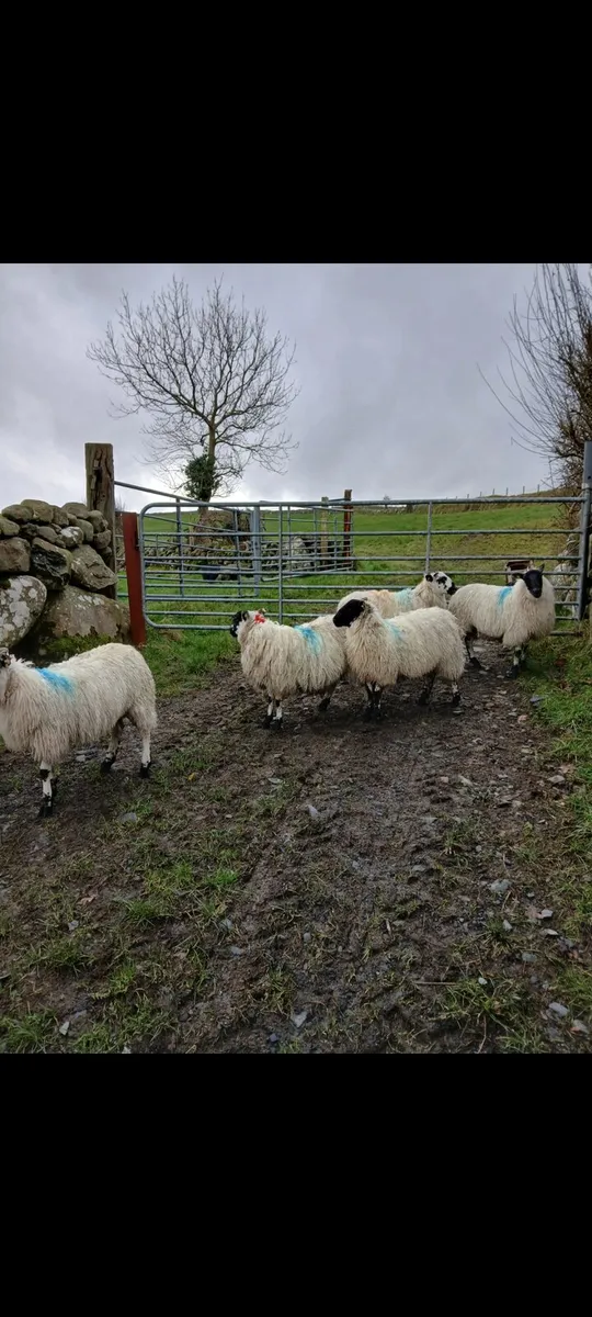 Mule ewe lams - Image 2