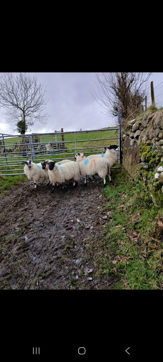 Mule ewe lams - Image 1