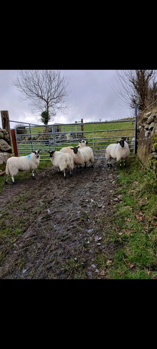 Mule ewe lams - Image 4