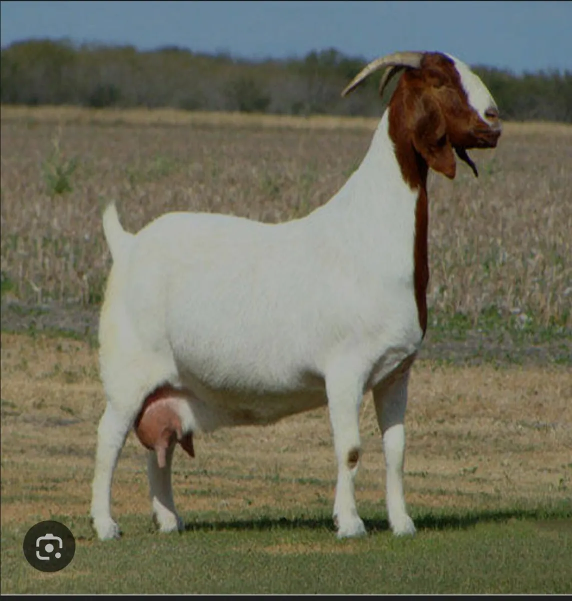 Boer Goats Wanted - Image 2