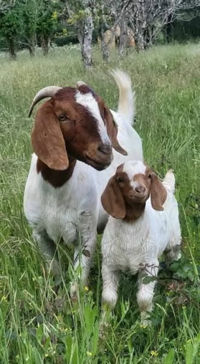 Boer Goats Wanted - Image 1