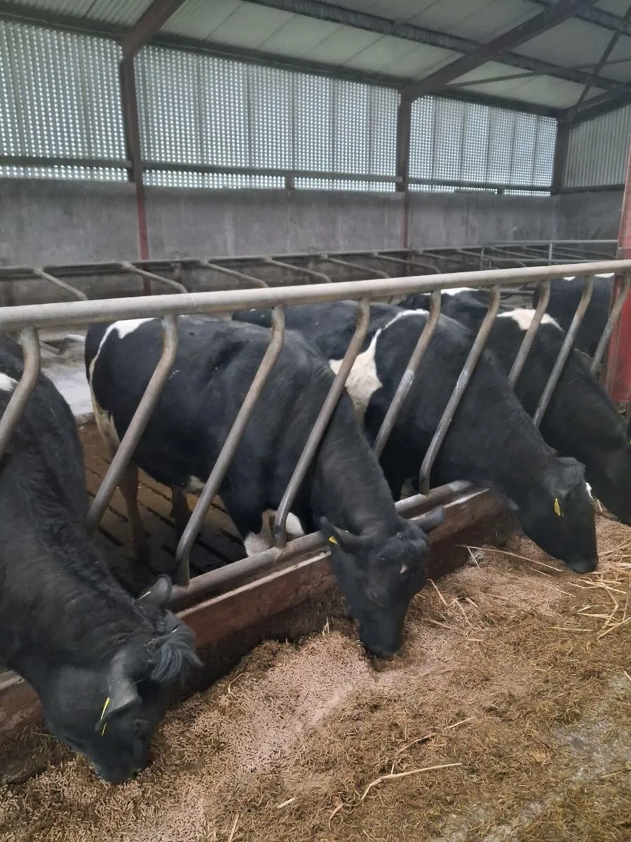 British Friesian Heifers - Image 1
