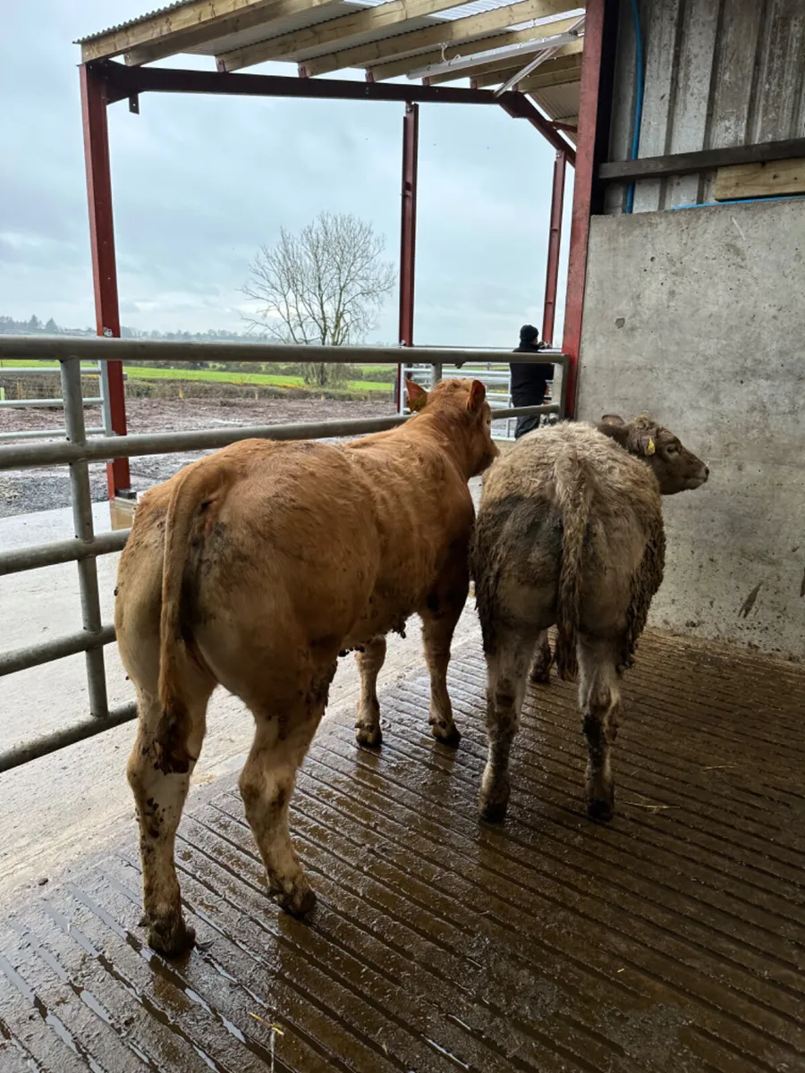 E grade Charolais heifers - Image 4