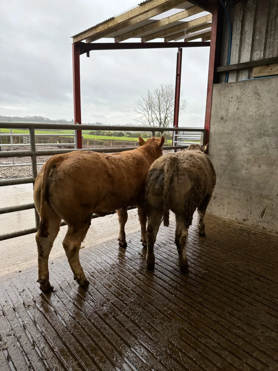 E grade Charolais heifers - Image 2