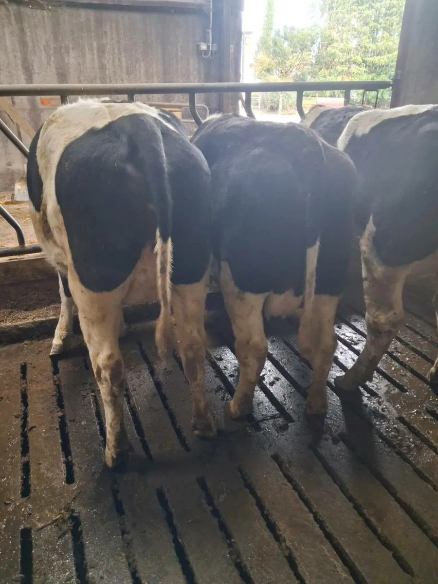 British Friesian Heifers - Image 4