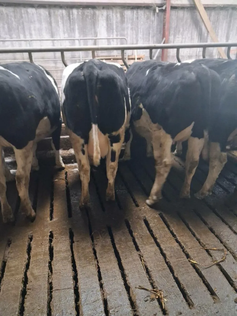 British Friesian Heifers - Image 2