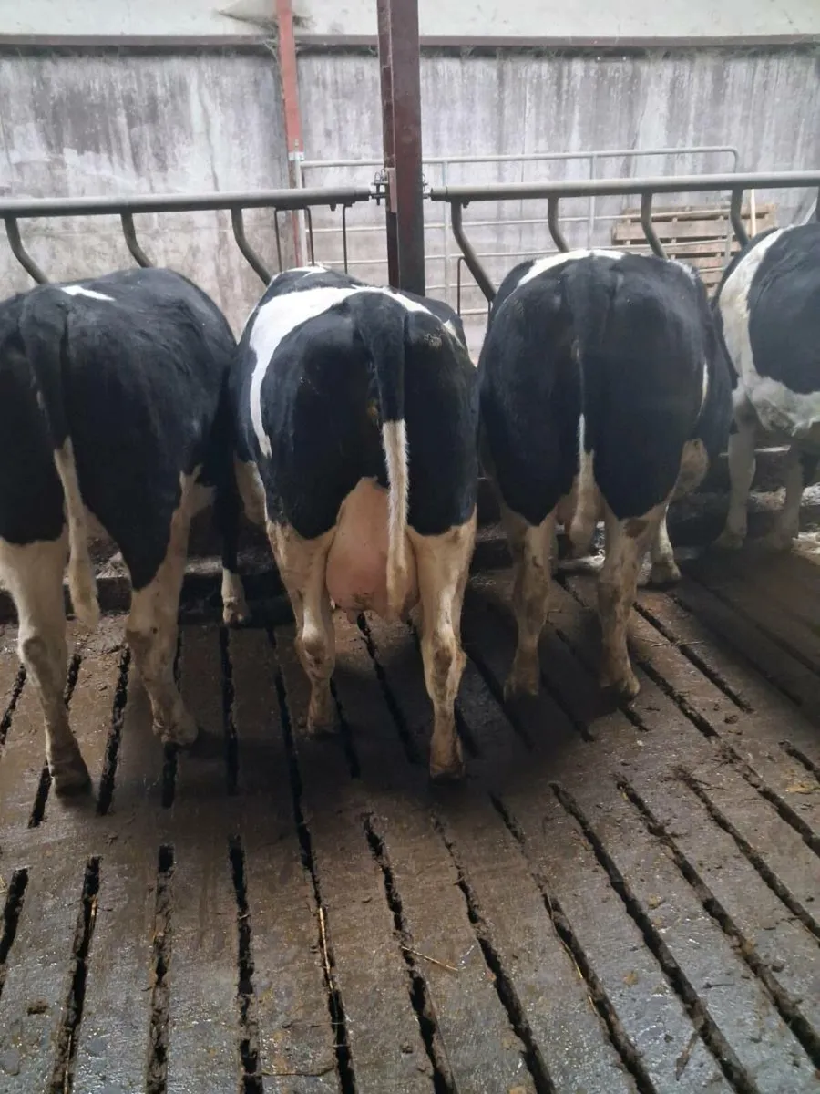 British Friesian Heifers - Image 3