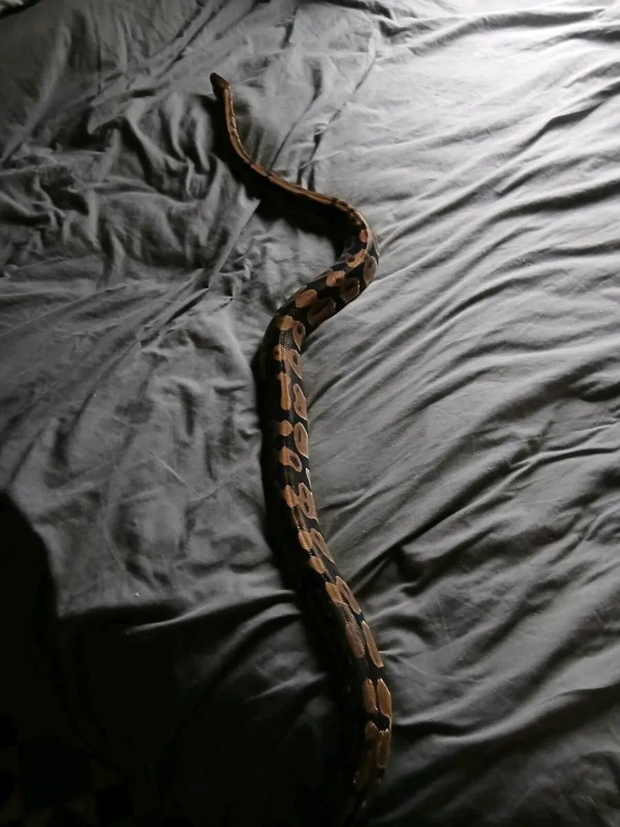 Ball python - Image 2