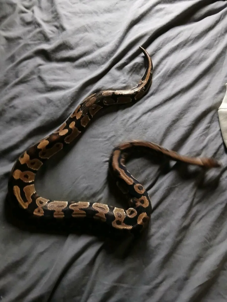 Ball python - Image 3