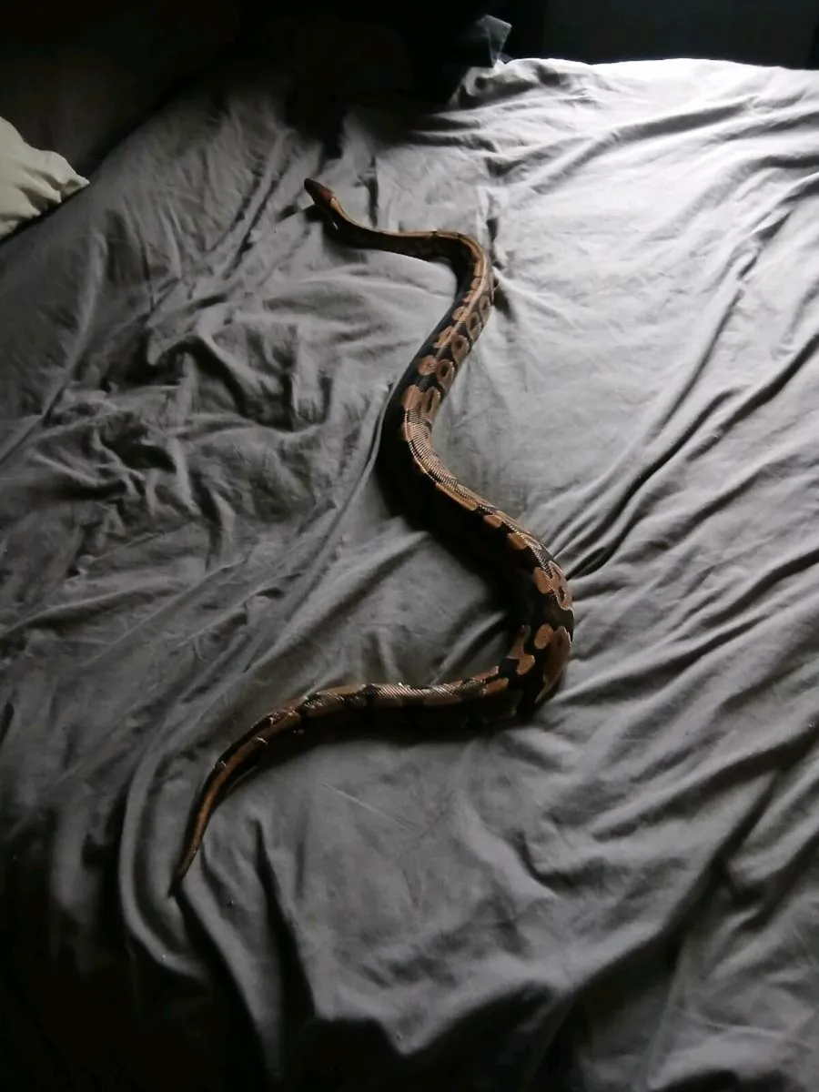 Ball python - Image 4