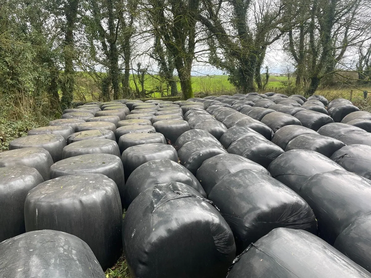 Bales of silage