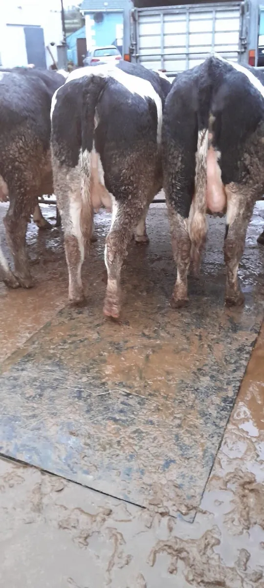 12 incalf heifers @ Dungarvan Mart Mon 9th Feb - Image 3