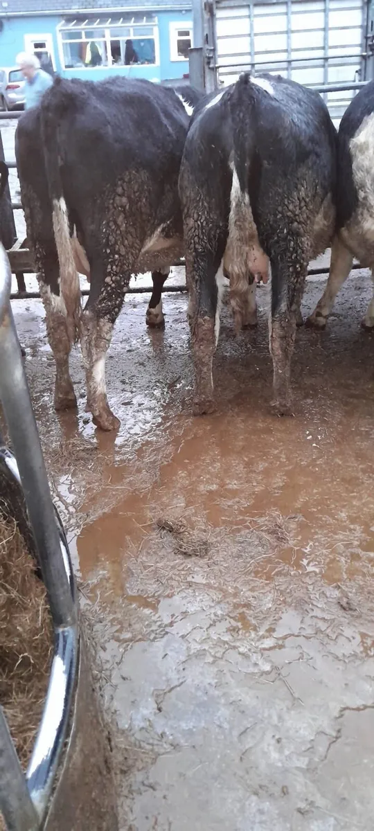 12 incalf heifers @ Dungarvan Mart Mon 9th Feb - Image 4