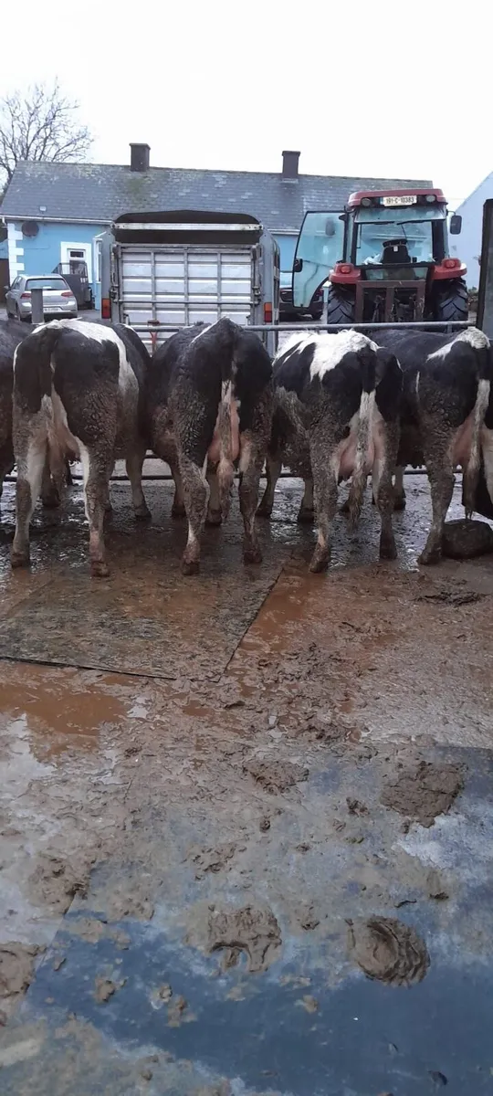 12 incalf heifers @ Dungarvan Mart Mon 9th Feb - Image 1