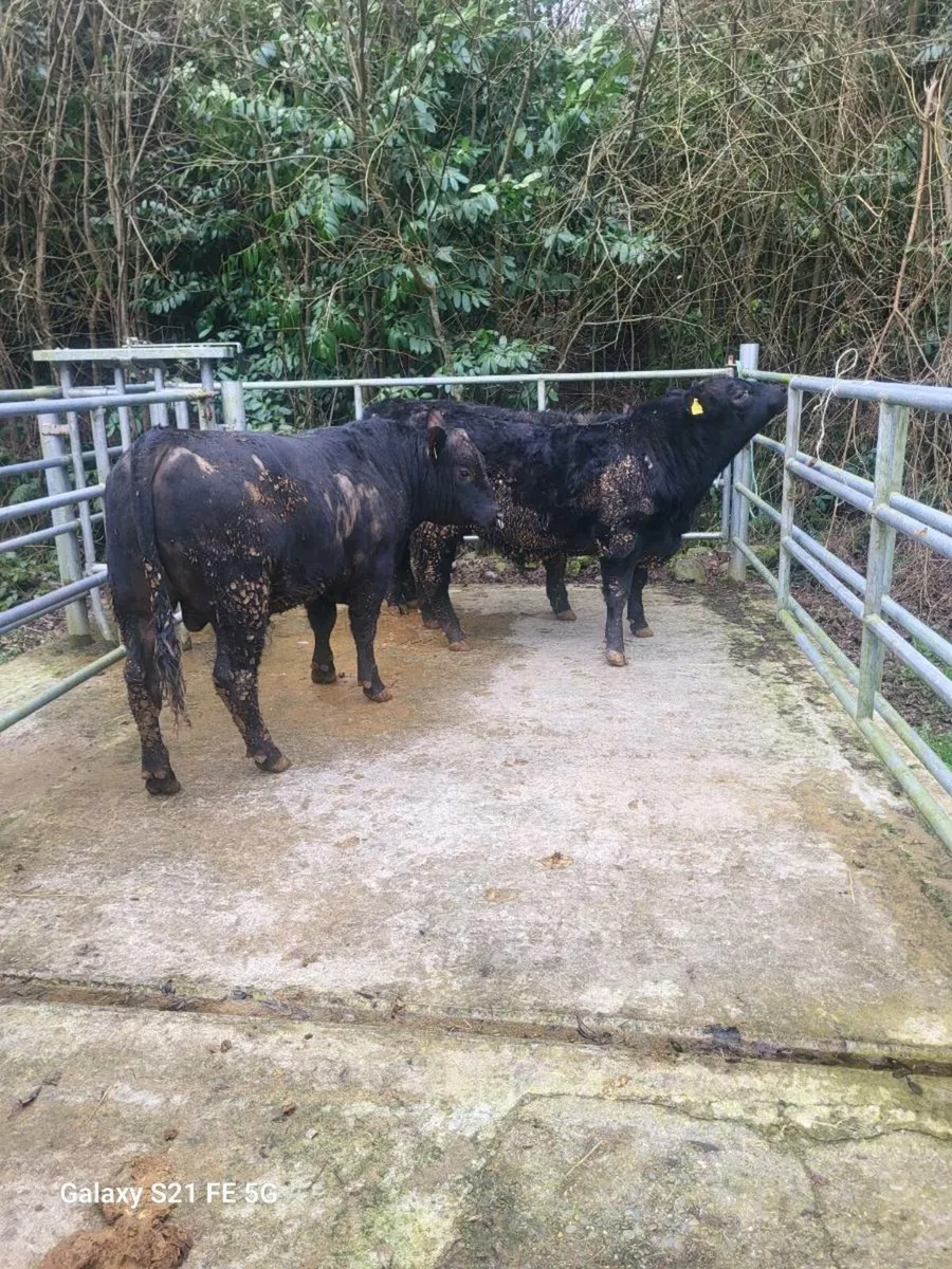 PBR Angus bulls - Image 1