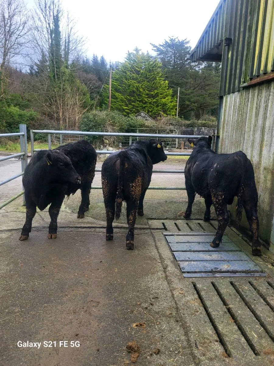 PBR Angus bulls - Image 2