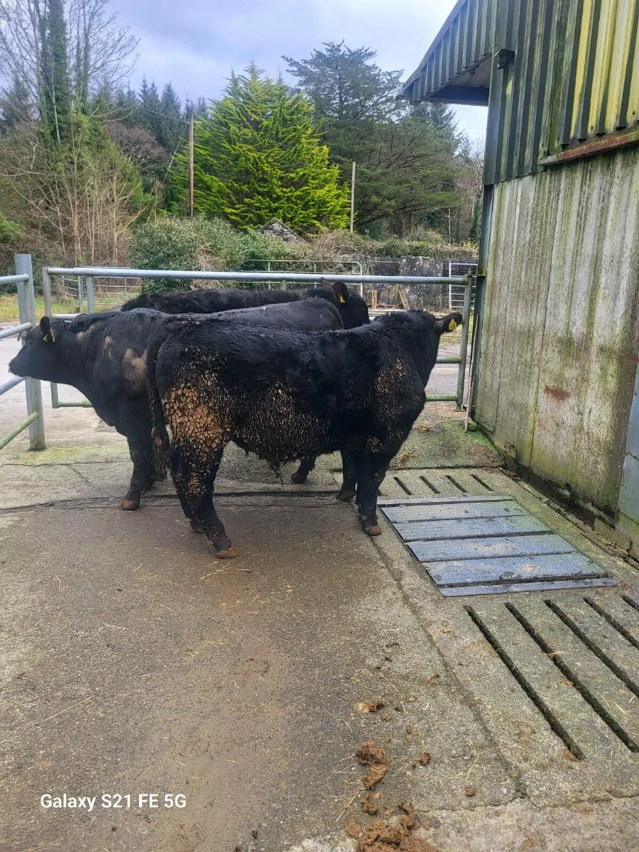 PBR Angus bulls - Image 3