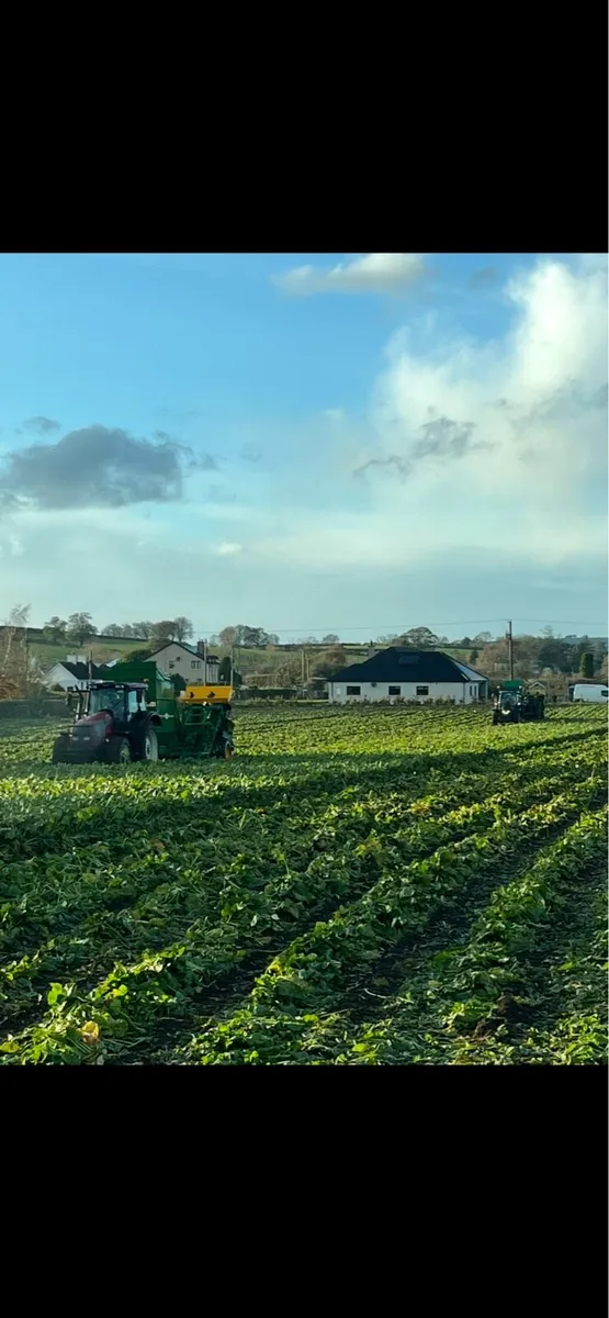 BELERO fodder beet - Image 1