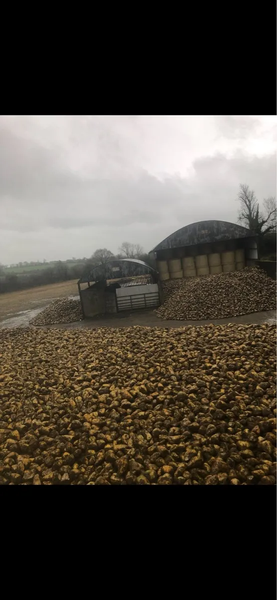 BELERO fodder beet - Image 2