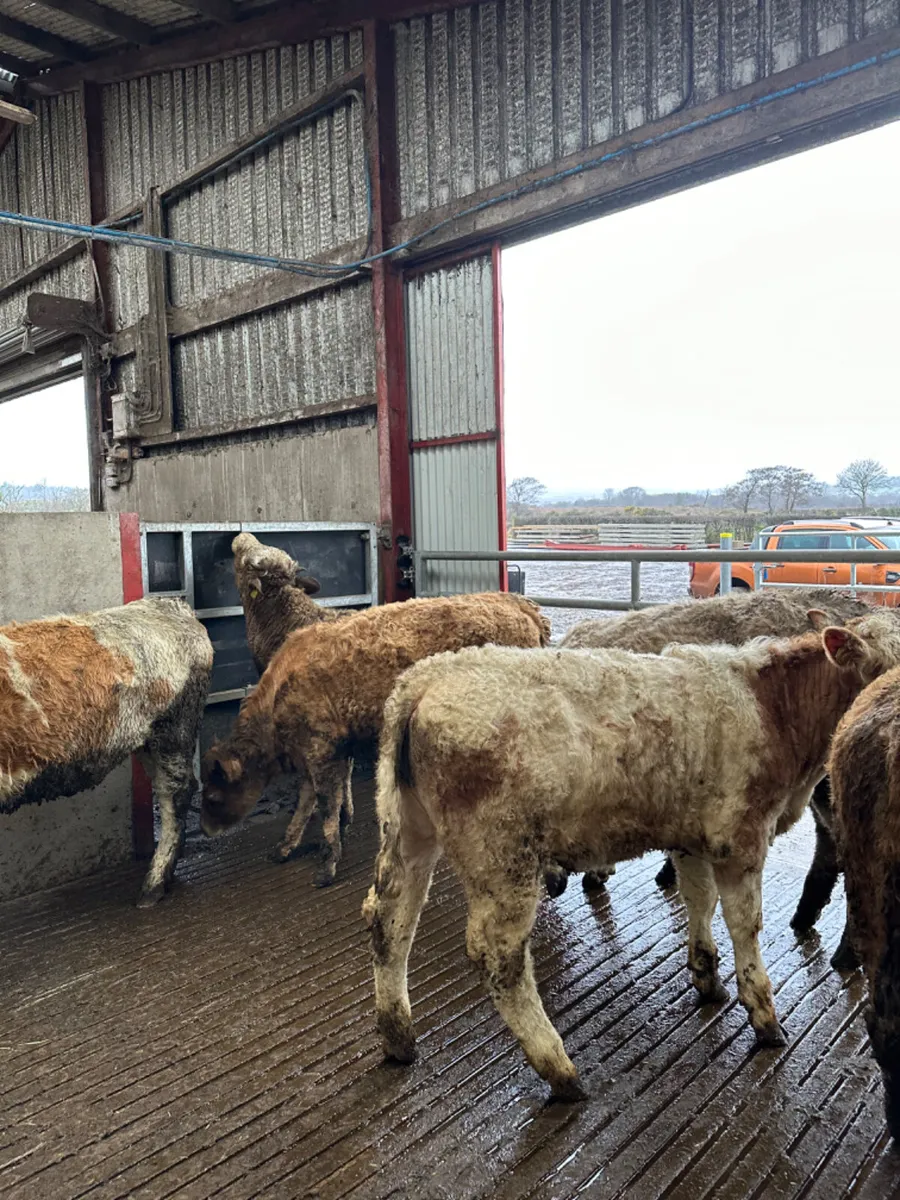 Charolais and Simmental heifers - Image 3